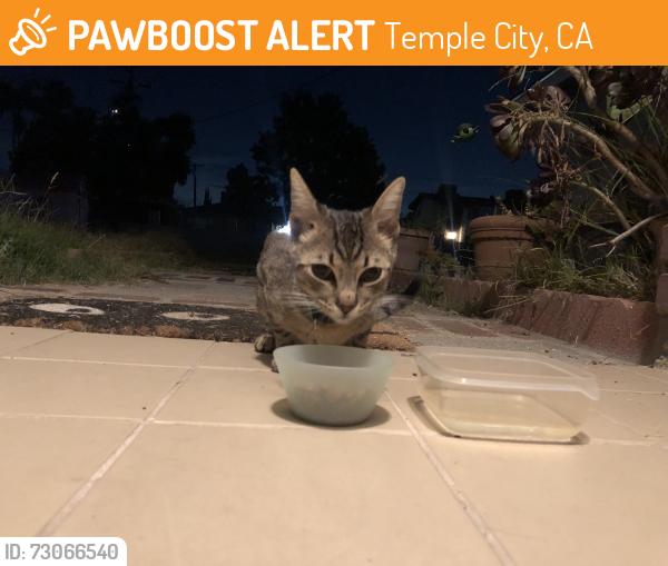 Found/Stray Male Cat last seen Farago Ave & Grand Ave, Temple City, CA 91780