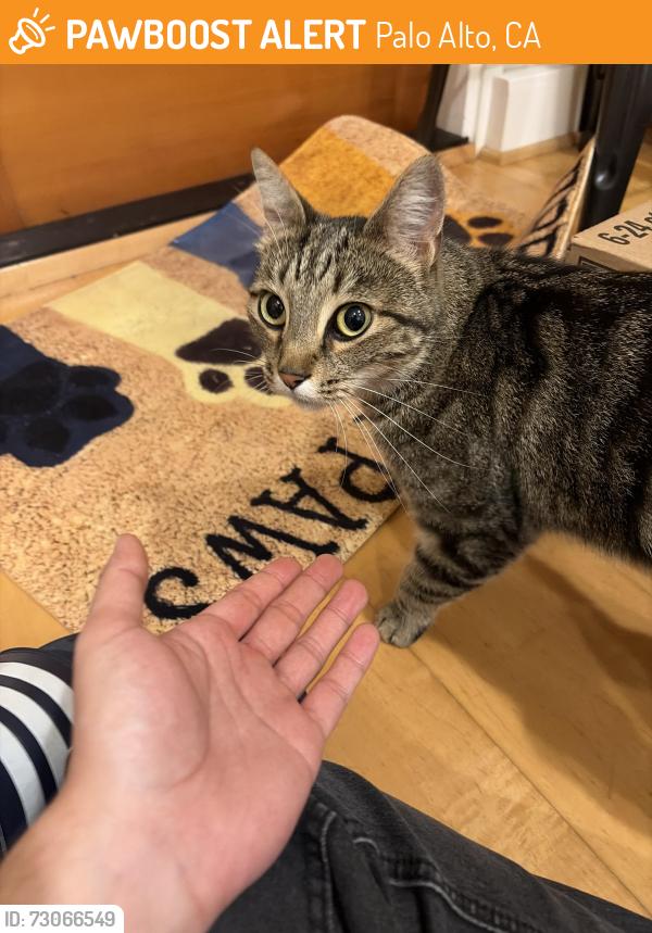 Found/Stray Unknown Cat last seen Melville & Middlefield , Palo Alto, CA 94301
