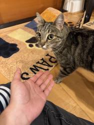 Found/Stray Unknown Cat last seen Melville & Middlefield , Palo Alto, CA 94301