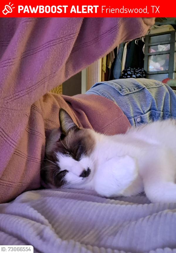 Lost Female Cat last seen Live oak lane and edgewood drive, Friendswood, TX 77546