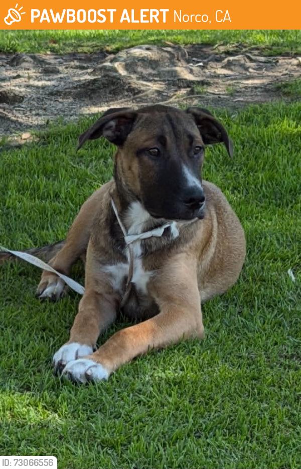 Found/Stray Male Dog last seen Pikes Peak park - 6th & Crestview NORCO CA, Norco, CA 92860