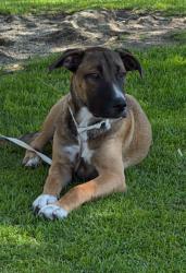 Found/Stray Male Dog last seen Pikes Peak park - 6th & Crestview NORCO CA, Norco, CA 92860