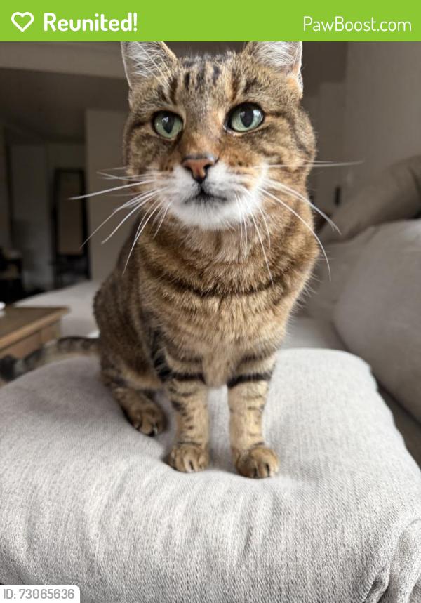 Reunited Female Cat last seen Near Creekside Dr, Walnut Creek, CA 94596, USA, Walnut Creek, CA 94596