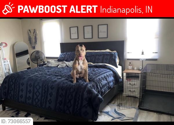 Lost Female Dog last seen Madison and epler ave, Indianapolis, IN 46227