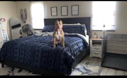 Lost Female Dog last seen Madison and epler ave, Indianapolis, IN 46227