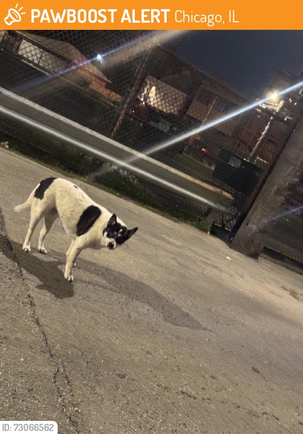 Found/Stray Unknown Dog last seen Bacci Pizzeriq, Chicago, IL 60612