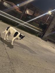 Found/Stray Unknown Dog last seen Bacci Pizzeriq, Chicago, IL 60612