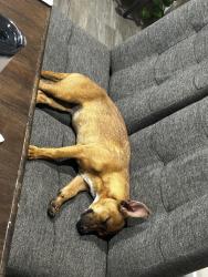Found/Stray Female Dog last seen 170th St E and Schollview, Lake Los Angeles, CA 93591