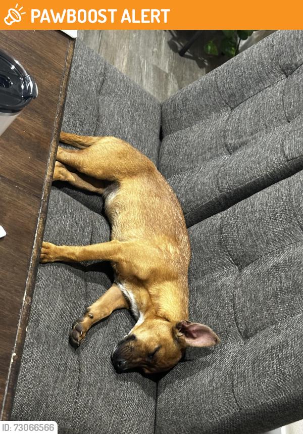 Found/Stray Female Dog last seen 170th St E and Schollview, Lake Los Angeles, CA 93591
