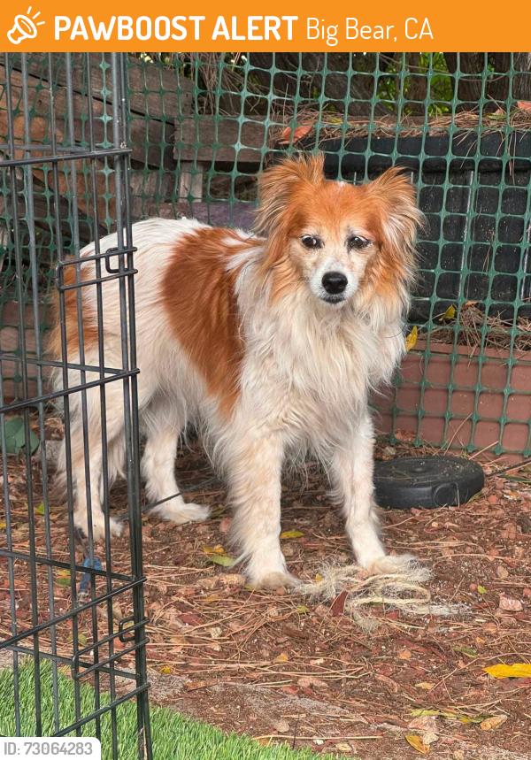 Found/Stray Female Dog last seen Boulder Bay park off Big Bear Rd BIG BEAR CA, Big Bear, CA 92314