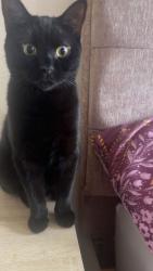 Reunited Male Cat last seen Boyce Crescent nr Wishart Green, Old Farm Park, England MK7