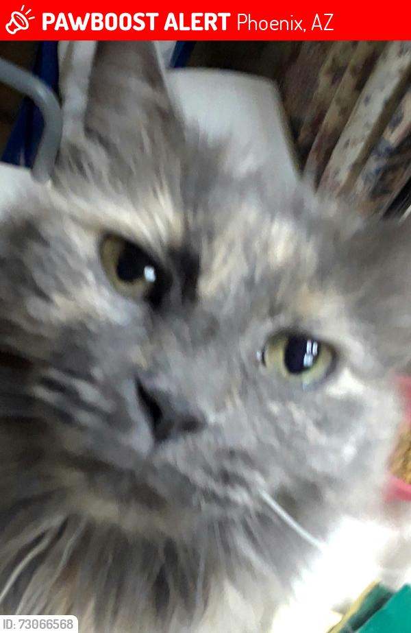 Lost Female Cat last seen North 10th street and E Grovers Ave., Phoenix, AZ 85022
