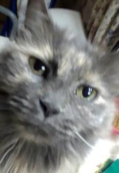 Lost Female Cat last seen North 10th street and E Grovers Ave., Phoenix, AZ 85022