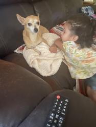 Lost Female Dog last seen Begonia Ave Ontario CA, Ottawa, ON K1H