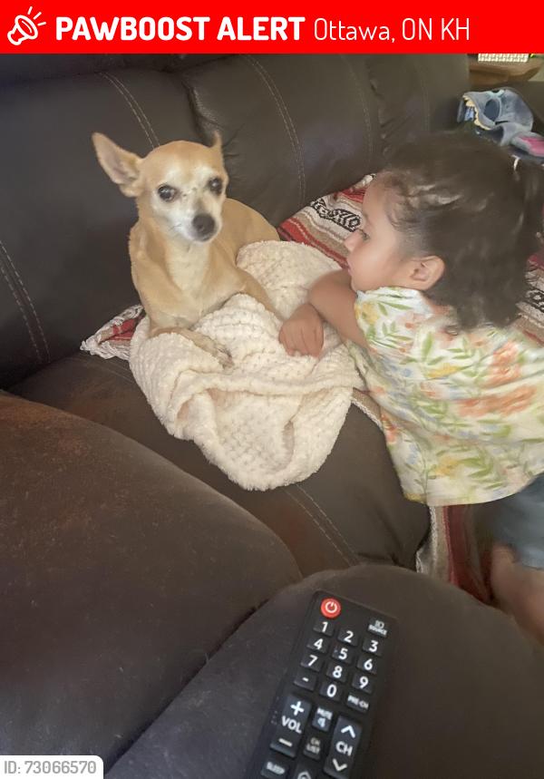 Lost Female Dog last seen Begonia Ave Ontario CA, Ottawa, ON K1H