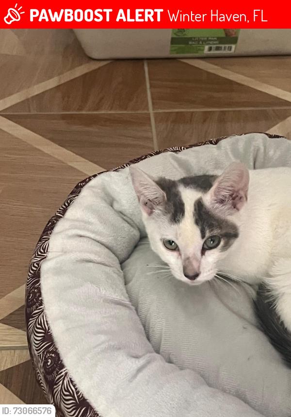 Lost Female Cat last seen Chain Of Lakes Elementary, Winter Haven, FL 33884