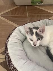 Lost Female Cat last seen Chain Of Lakes Elementary, Winter Haven, FL 33884