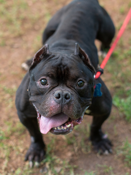 Shelter Stray Male Dog last seen , , GA, 3280 Chamblee Dunwoody Rd, Chamblee, GA 30341, USA