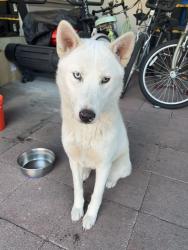 Reunited Female Dog last seen Louvaine Ave, Oakland, CA 94603, USA, Oakland, CA 94603