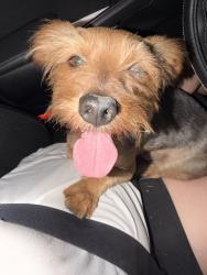 Found/Stray Male Dog last seen Panama & Berkshire, Bakersfield, CA 93313