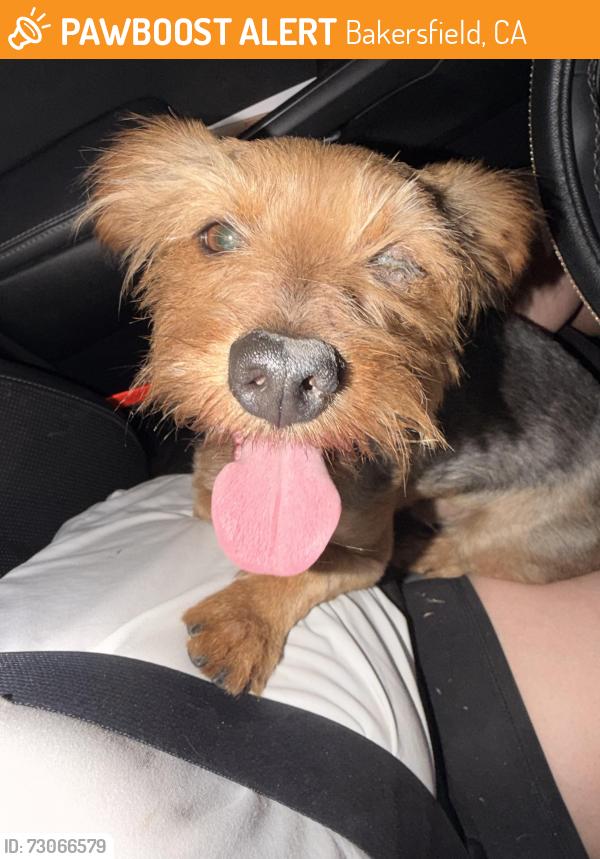 Found/Stray Male Dog last seen Panama & Berkshire, Bakersfield, CA 93313