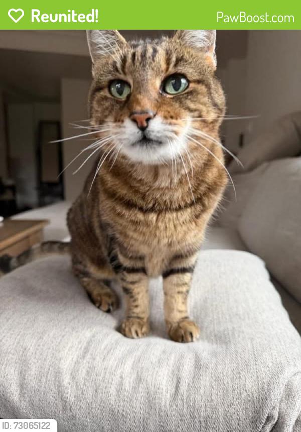 Reunited Female Cat last seen Near Creekside Dr, Walnut Creek, CA 94596 , Walnut Creek, CA 94596