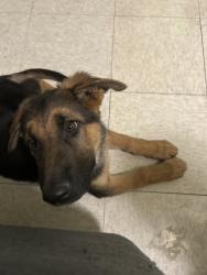 Found/Stray Male Dog last seen Graphite circle and 9th street, Reno, NV 89512