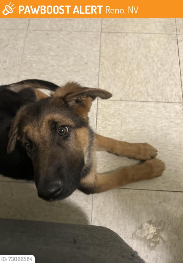 Found/Stray Male Dog last seen Graphite circle and 9th street, Reno, NV 89512