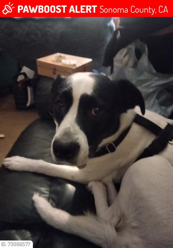 Lost Female Dog last seen Near Mill Creek rd, Sonoma County, CA 95448