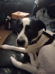 Lost Female Dog last seen Near Mill Creek rd, Sonoma County, CA 95448