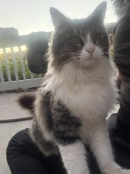 Lost Female Cat last seen Las Posas, Camarillo, CA 93010