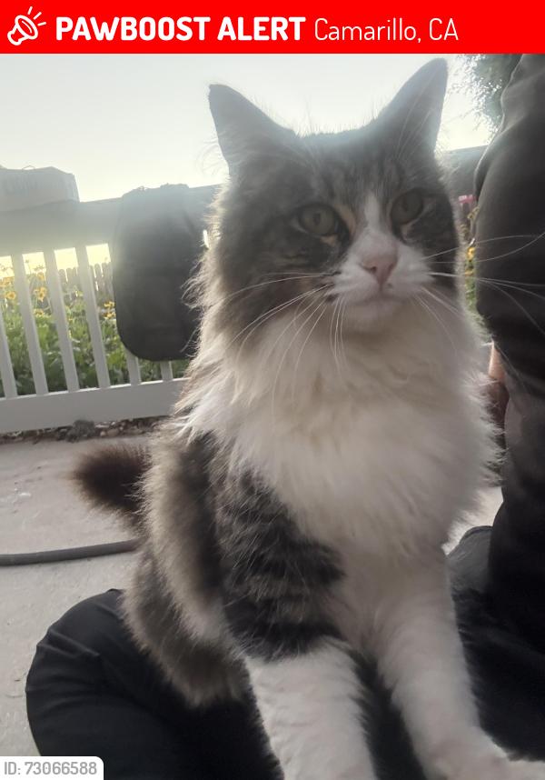 Lost Female Cat last seen Las Posas, Camarillo, CA 93010
