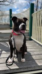 Reunited Female Dog last seen Foch blvd , Queens, NY 11434