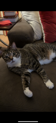 Reunited Male Cat last seen Near N 32nd Ln, Phoenix, AZ 85053, USA, Phoenix, AZ 85053
