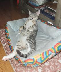 Lost Female Cat last seen E Clarke Ave, York, PA 17403