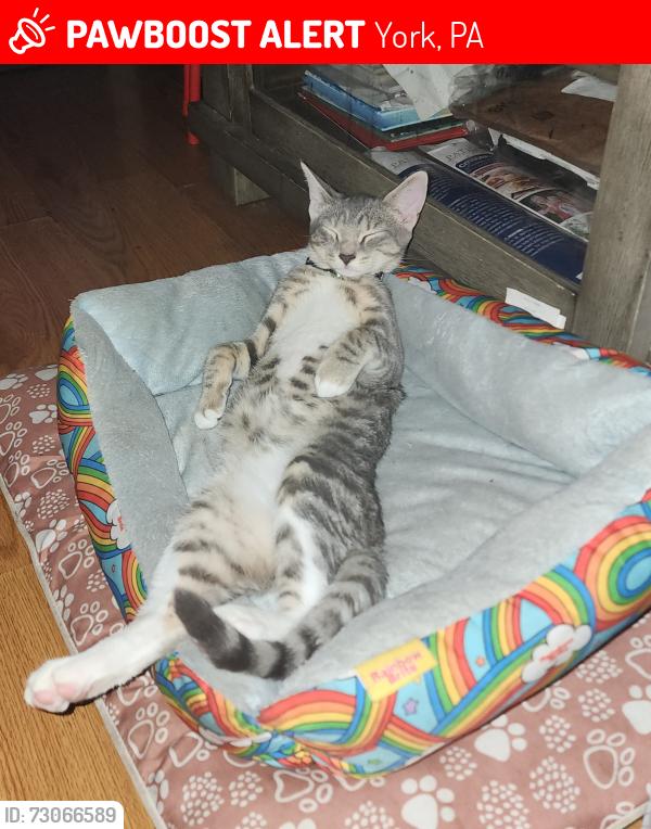 Lost Female Cat last seen E Clarke Ave, York, PA 17403
