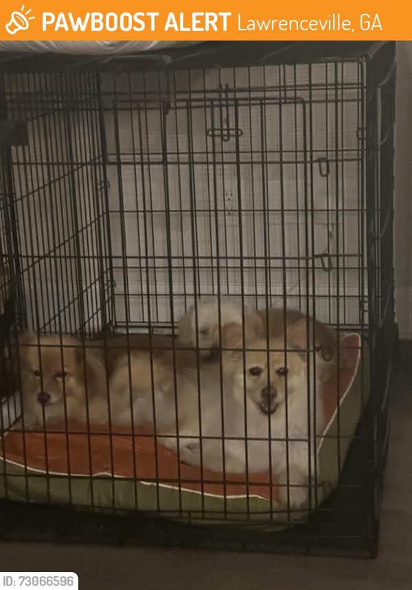 Found/Stray Unknown Dog last seen Lawrenceville GA, Lawrenceville, GA 30045