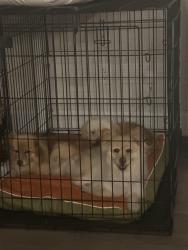Found/Stray Unknown Dog last seen Lawrenceville GA, Lawrenceville, GA 30045