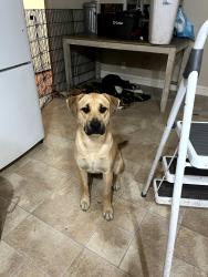 Lost Female Dog last seen Mckee / jackson, Alum Rock, CA 95127