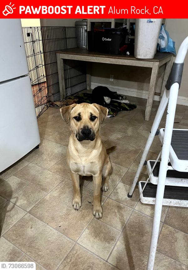 Lost Female Dog last seen Mckee / jackson, Alum Rock, CA 95127
