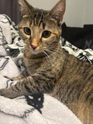 Lost Female Cat last seen Bittersweet Hill Vista CA, Vista, CA 92084