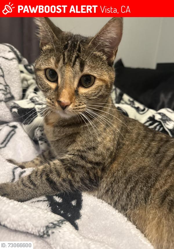 Lost Female Cat last seen Bittersweet Hill Vista CA, Vista, CA 92084
