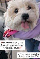 Reunited Female Dog last seen Rancho Diablo Mobile Home Park, Concord, CA 94520