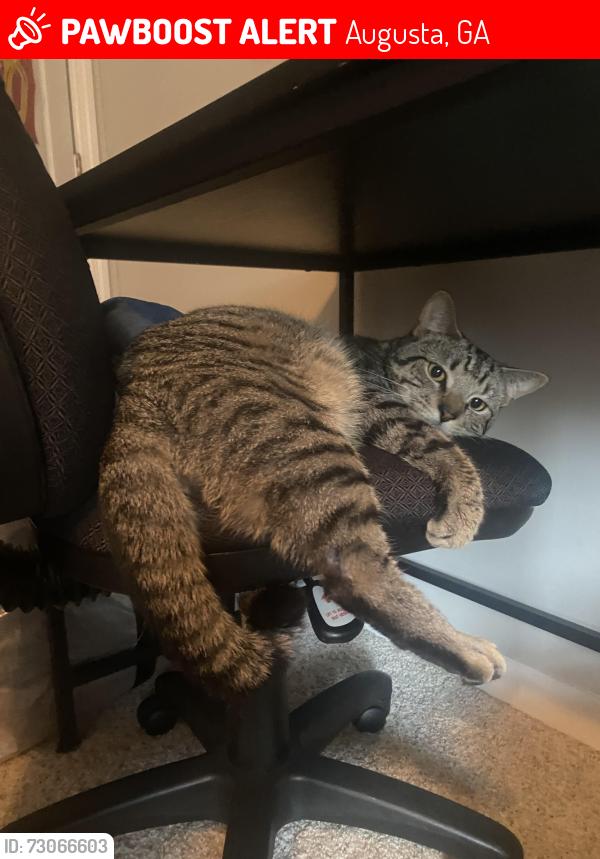 Lost Male Cat last seen Prep Phillips, Augusta, GA 30901