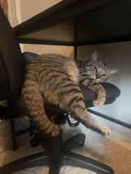 Lost Male Cat last seen Prep Phillips, Augusta, GA 30901