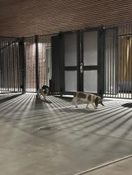 Found/Stray Female Dog last seen Pima traditional school, Scottsdale, AZ 85251
