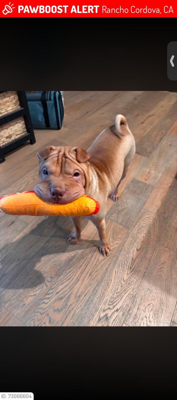 Lost Female Dog last seen Douglas & Grant line, Rancho Cordova, CA 95742