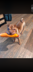 Lost Female Dog last seen Douglas & Grant line, Rancho Cordova, CA 95742