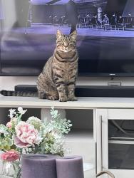 Reunited Male Cat last seen  , Greater London, England KT5 9QE