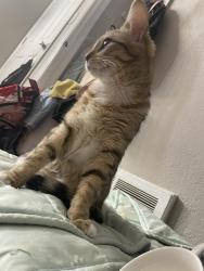 Lost Female Cat last seen near the top of upham st, Lakewood, CO 80226